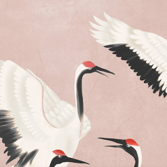Red Crowned Cranes on Blush