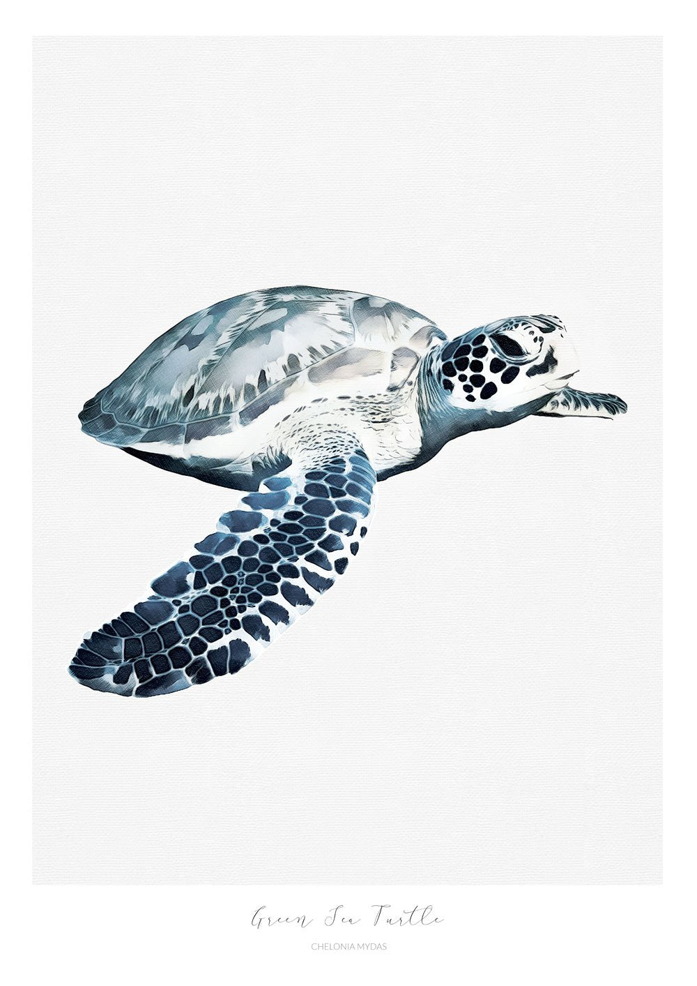 Marine Life Series - Green Sea Turtle