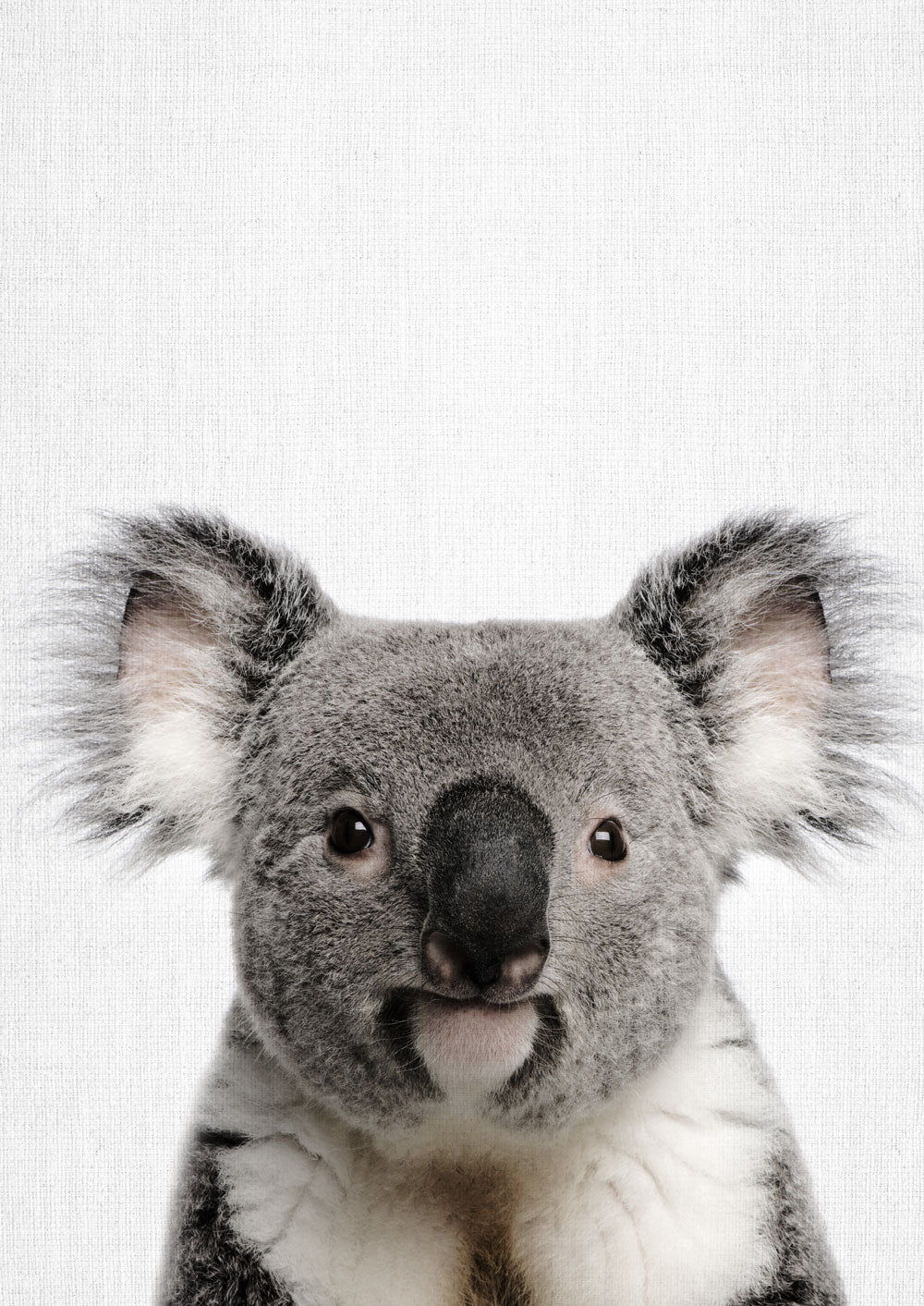 Nursery Animals - Koala